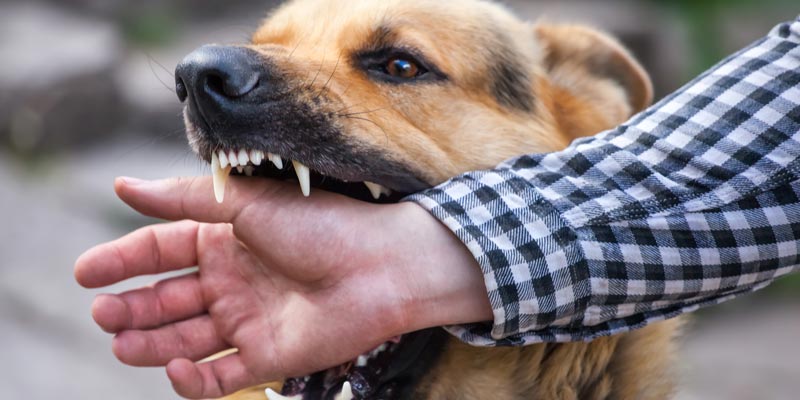 If you are bitten by a dog, contact the personal injury attorneys at OlsenDaines in Salem OR